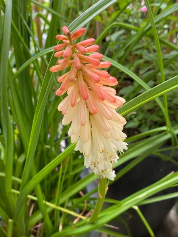 Kniphofia Popsicle ‘Orange Vanilla’ en été sur mon balcon parisien, Paris 19e (75)