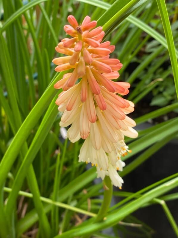 Kniphofia Popsicle ‘Orange Vanilla’ en été sur mon balcon parisien, Paris 19e (75)