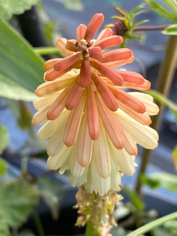 Kniphofia Popsicle ‘Orange Vanilla’ en été sur mon balcon parisien, Paris 19e (75)