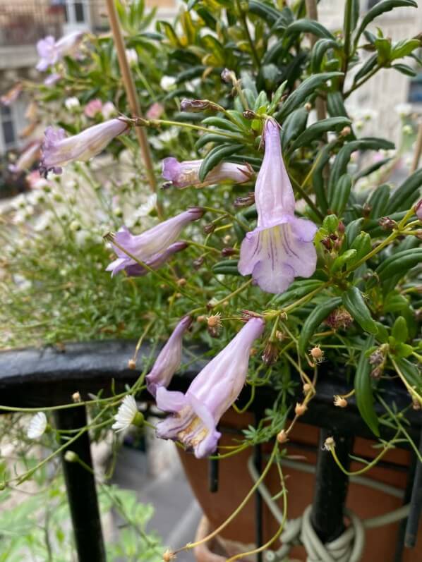 Lysionotus pauciflorus (Gesnériacées) en été sur mon balcon parisien, Paris 19e (75)