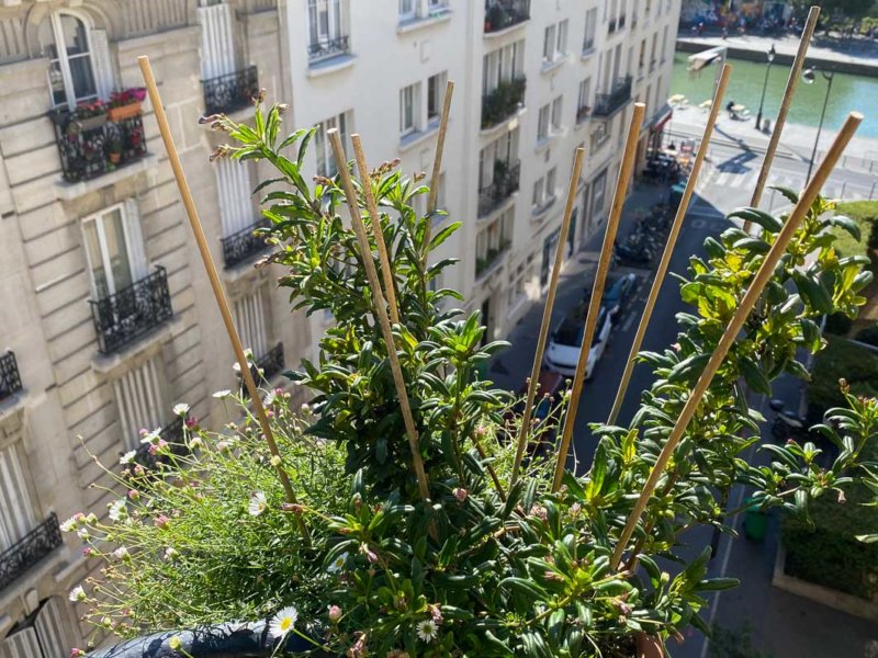 Lysionotus pauciflorus (Gesnériacées) en été sur mon balcon parisien, Paris 19e (75)