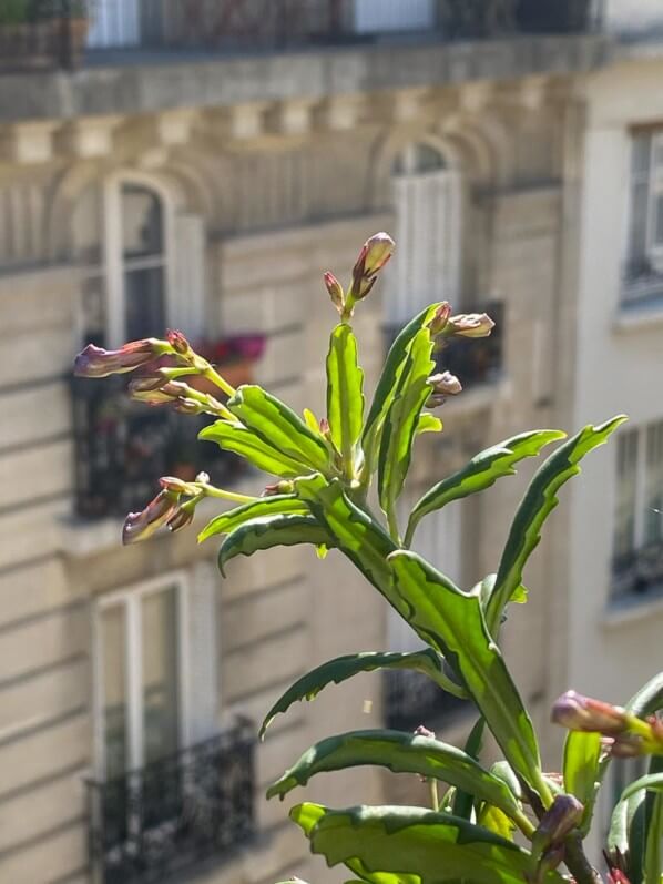 Lysionotus pauciflorus (Gesnériacées) en été sur mon balcon parisien, Paris 19e (75)