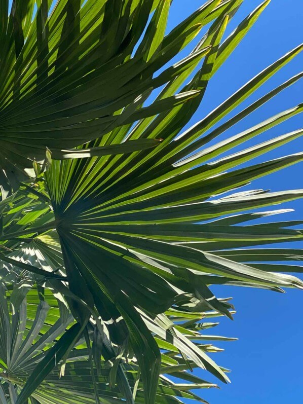 Palmier sur fond de ciel bleu et grand soleil, Le Plessis-Robinson (92)