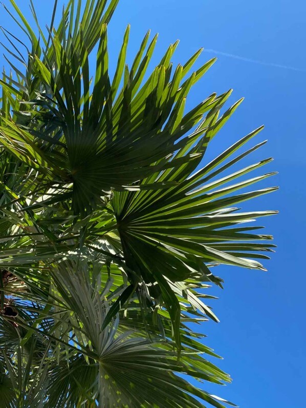 Palmier sur fond de ciel bleu et grand soleil, Le Plessis-Robinson (92)