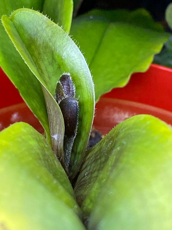 Paphiopedilum x 'Pinocchio', orchidée, plante d'intérieur, Paris 19e (75)