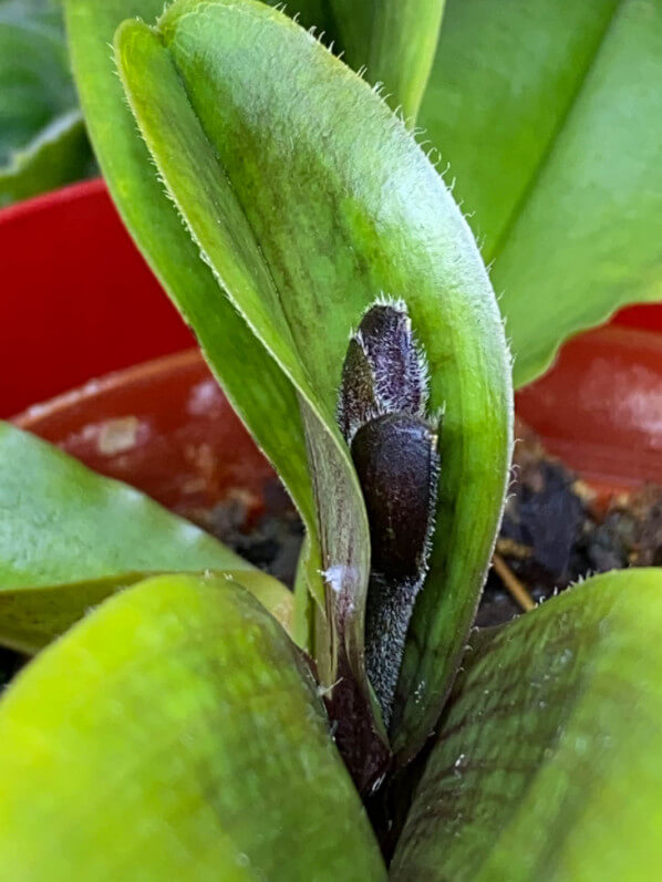 Paphiopedilum x 'Pinocchio', orchidée, plante d'intérieur, Paris 19e (75)
