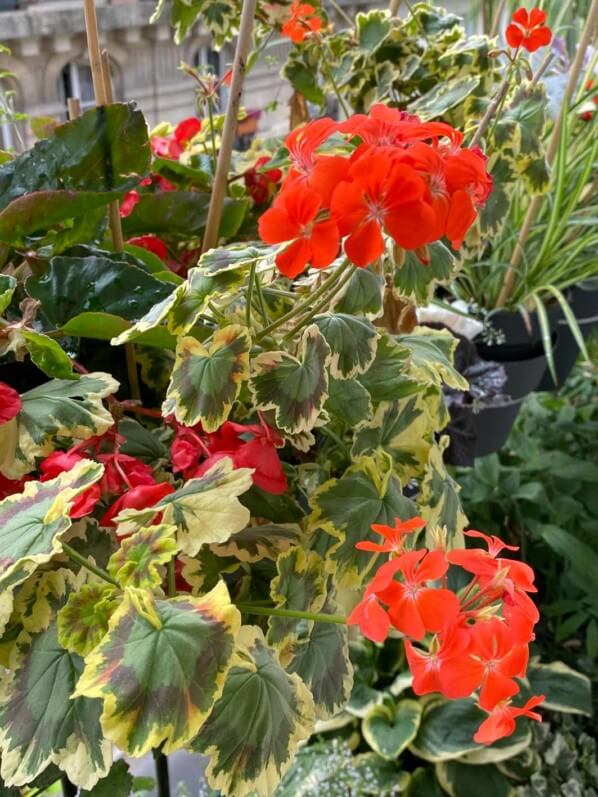 Pelargonium 'Tricolor' en été sur mon balcon parisien, Paris 19e (75)