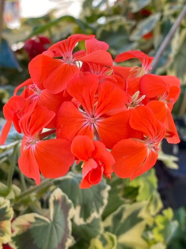 Pelargonium 'Tricolor' en été sur mon balcon parisien, Paris 19e (75)