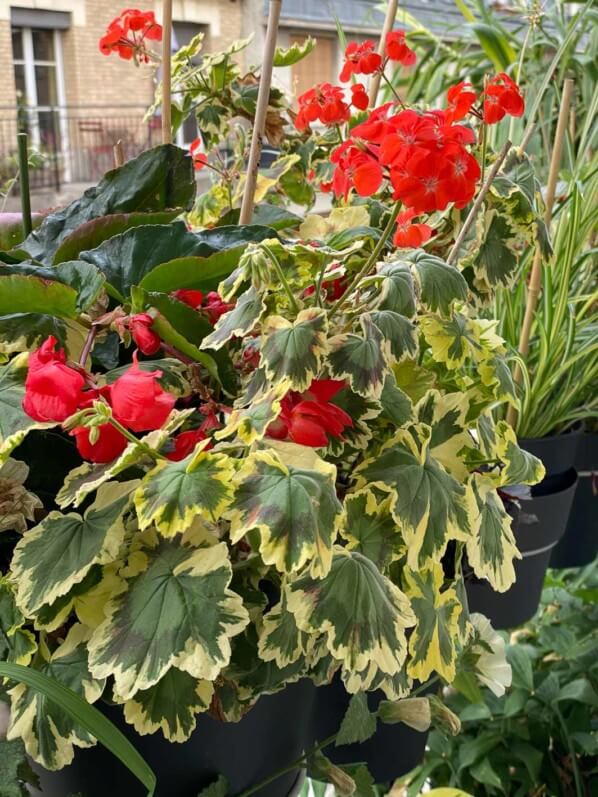 Pelargonium 'Tricolor' en été sur mon balcon parisien, Paris 19e (75)