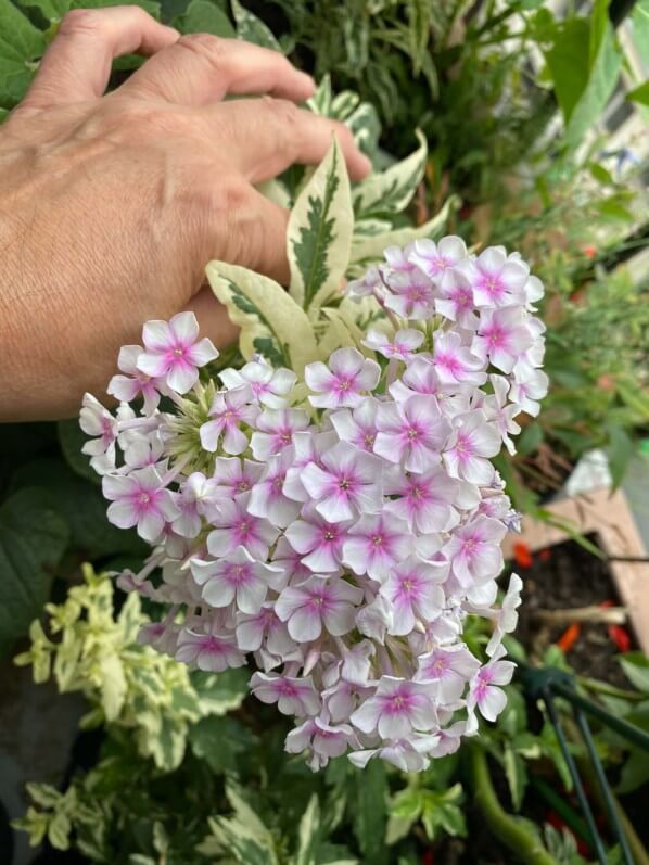 Phlox paniculata 'Crème de Menthe', Phlox paniculata 'Norah Leigh', en été sur mon balcon parisien, Paris 19e (75)