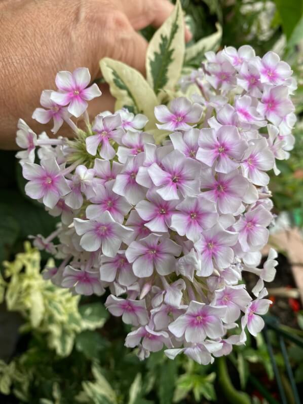 Phlox paniculata 'Crème de Menthe', Phlox paniculata 'Norah Leigh', en été sur mon balcon parisien, Paris 19e (75)