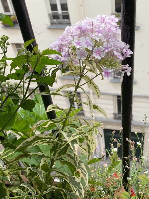 Phlox paniculata 'Crème de Menthe', Phlox paniculata 'Norah Leigh', en été sur mon balcon parisien, Paris 19e (75)