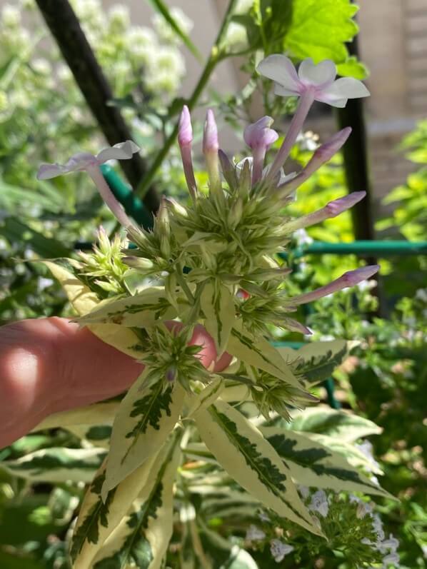 Phlox paniculata 'Crème de Menthe' ou 'Norah Leigh' en été sur mon balcon parisien, Paris 19e (75)