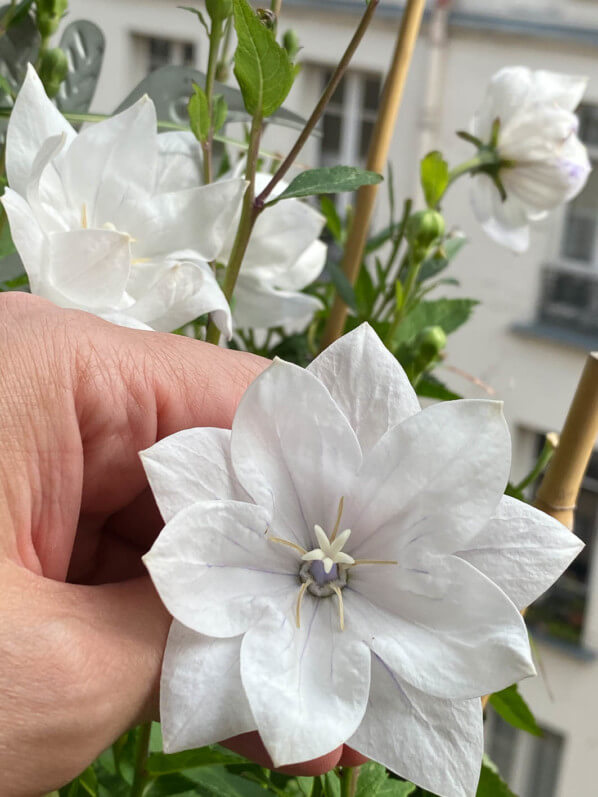 Platycodon grandiflorus 'Hakone White' en été sur mon balcon parisien, Paris 19e (75)