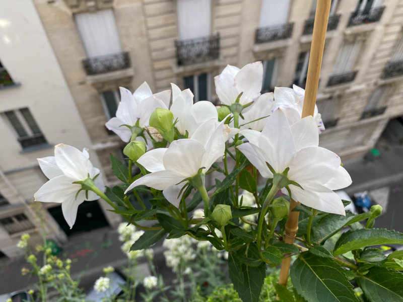 Platycodon grandiflorus 'Hakone White' en été sur mon balcon parisien, Paris 19e (75)