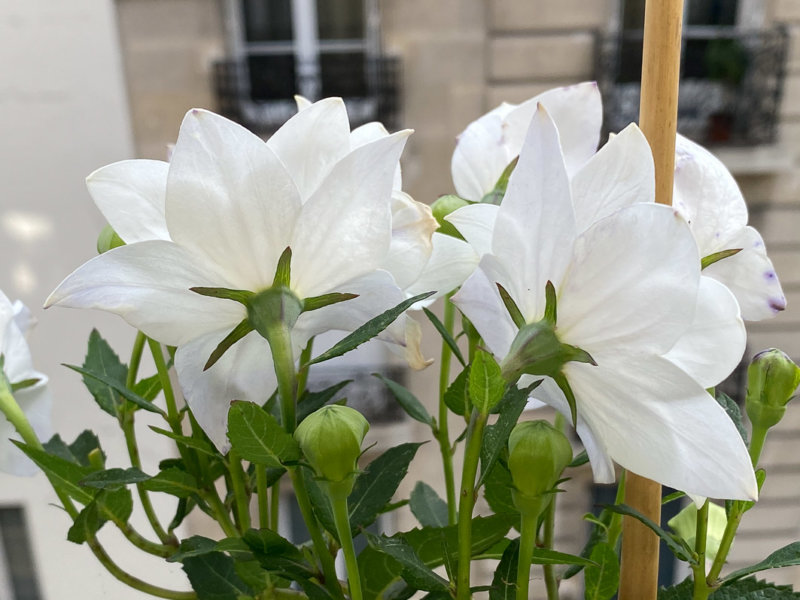 Platycodon grandiflorus 'Hakone White' en été sur mon balcon parisien, Paris 19e (75)