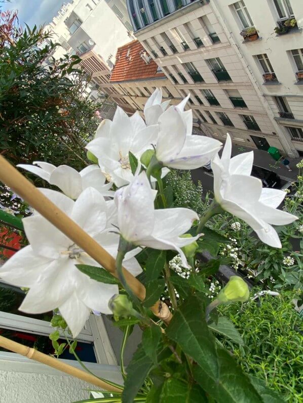 Platycodon grandiflorus 'Hakone White' en été sur mon balcon parisien, Paris 19e (75)