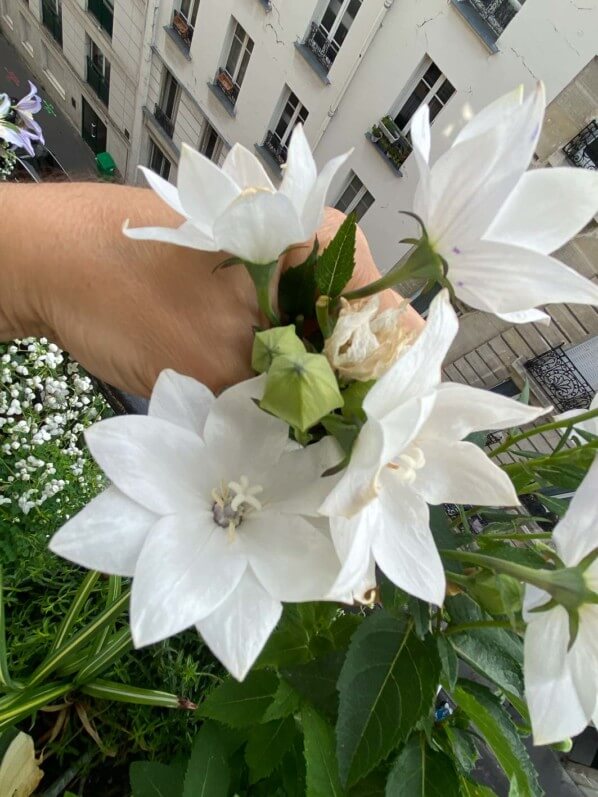 Platycodon grandiflorus 'Hakone White' en été sur mon balcon parisien, Paris 19e (75)