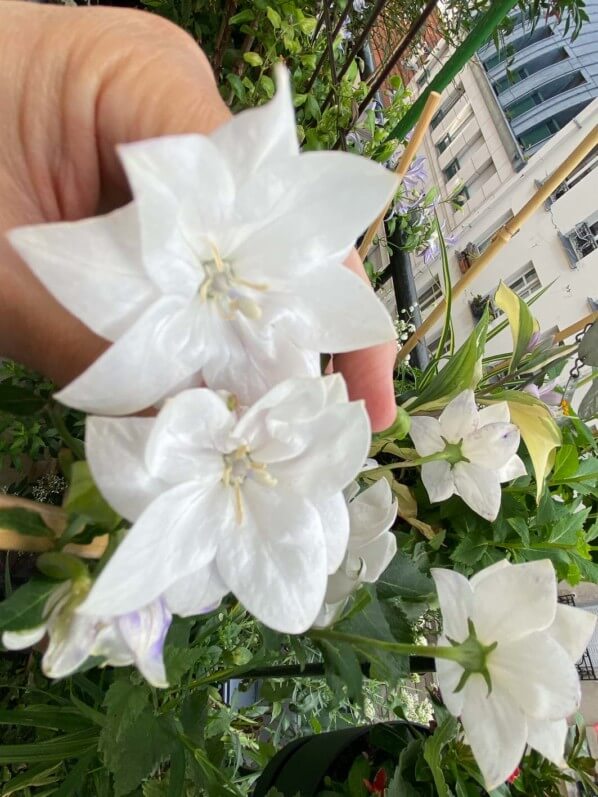 Platycodon grandiflorus 'Hakone White' en été sur mon balcon parisien, Paris 19e (75)