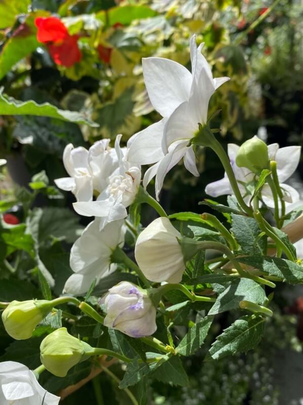 Platycodon grandiflorus 'Hakone White' en été sur mon balcon parisien, Paris 19e (75)
