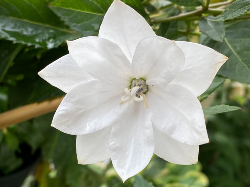 Platycodon grandiflorus 'Hakone White' en été sur mon balcon parisien, Paris 19e (75)