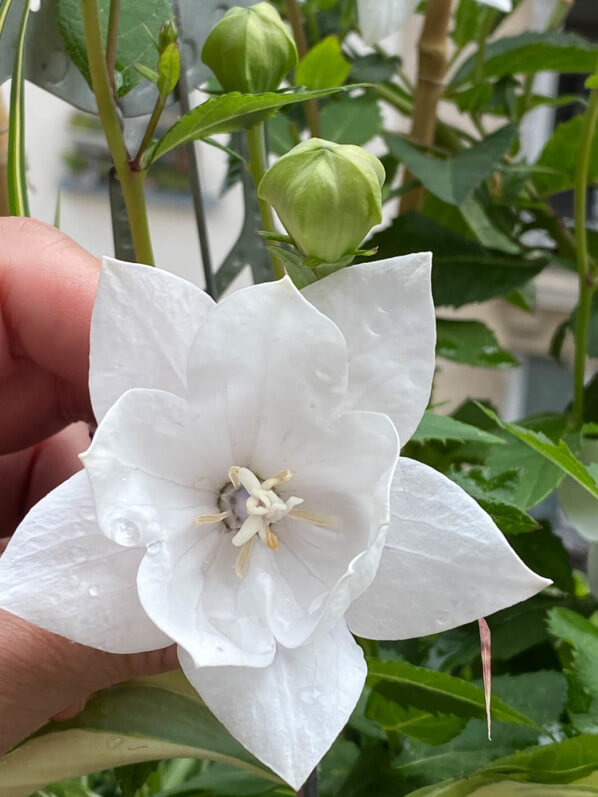 Platycodon grandiflorus 'Hakone White' en été sur mon balcon parisien, Paris 19e (75)