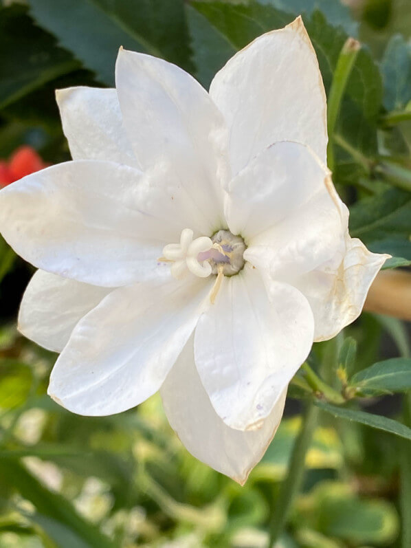 Platycodon grandiflorus 'Hakone White' en été sur mon balcon parisien, Paris 19e (75)