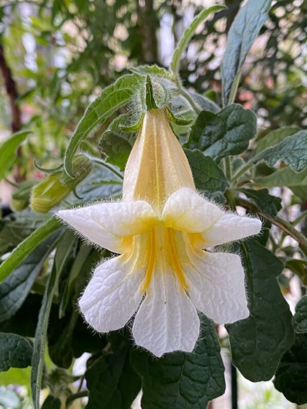 Rehmannia 'Polina' en été sur mon balcon parisien, Paris 19e (75)