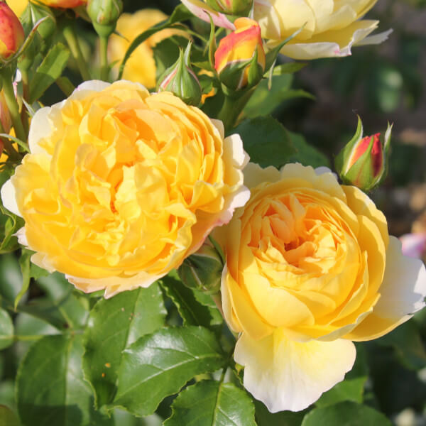 Château de Cheverny, rose française sacrée "Rose of the year 2021" en Grande-Bretagne