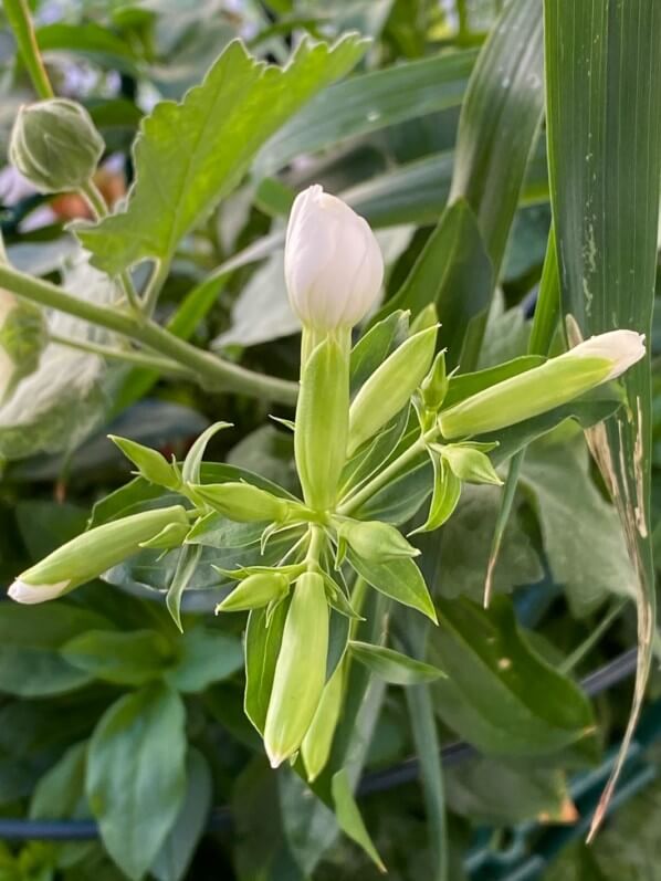 Bouton floral d'une saponaire (Saponaria officinalis ' Betty Arnold ') en été sur mon balcon parisien, Paris 19e (75)