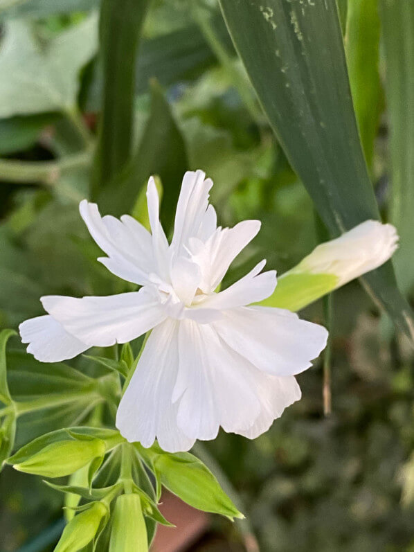 Fleur de Saponaria officinalis 'Betty Arnold' en été sur mon balcon parisien, Paris 19e (75)