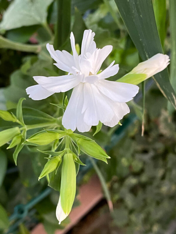 Fleur de Saponaria officinalis 'Betty Arnold' en été sur mon balcon parisien, Paris 19e (75)