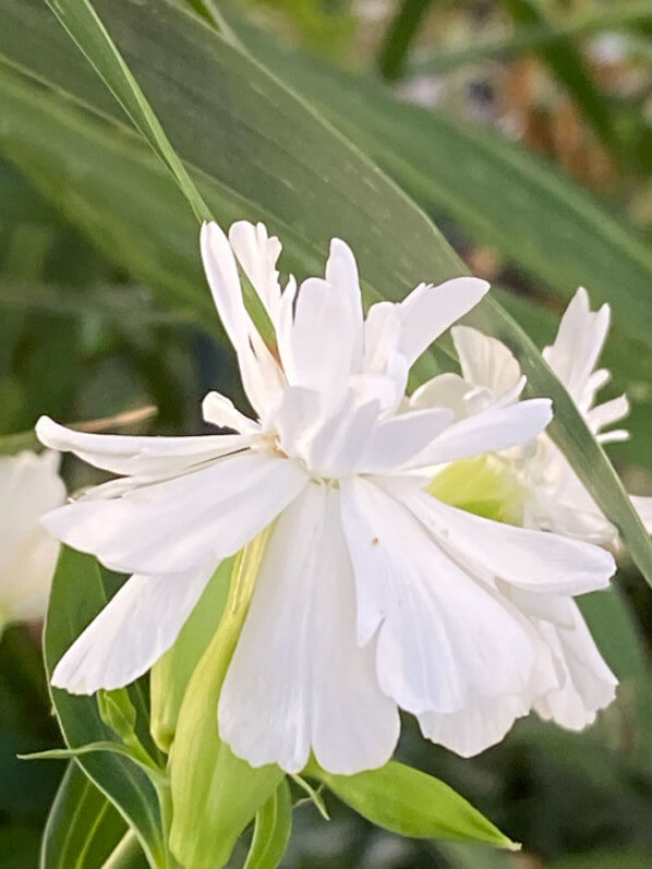 Fleurs de Saponaria officinalis 'Betty Arnold' en été sur mon balcon parisien, Paris 19e (75)