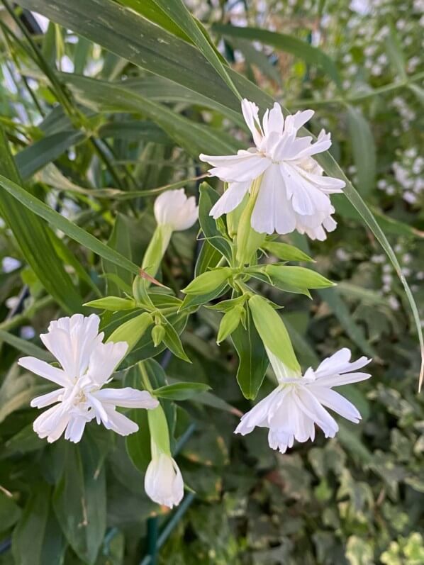 Fleurs de Saponaria officinalis 'Betty Arnold' en été sur mon balcon parisien, Paris 19e (75)