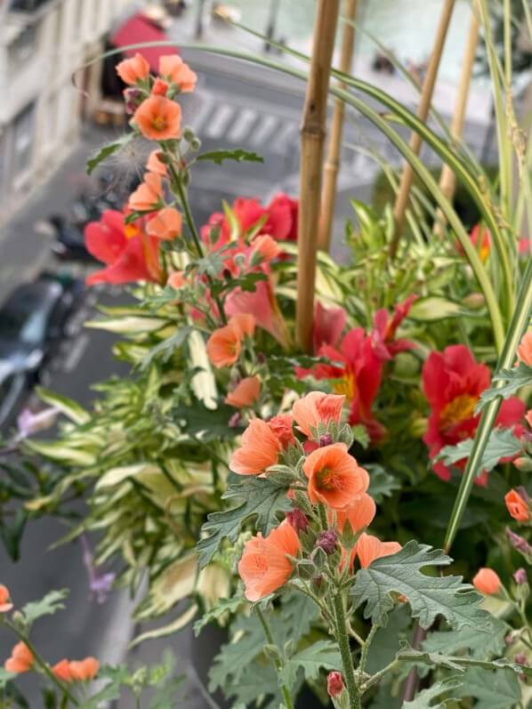 Sphaeralcea 'Childerley' en été sur mon balcon parisien, Paris 19e (75)
