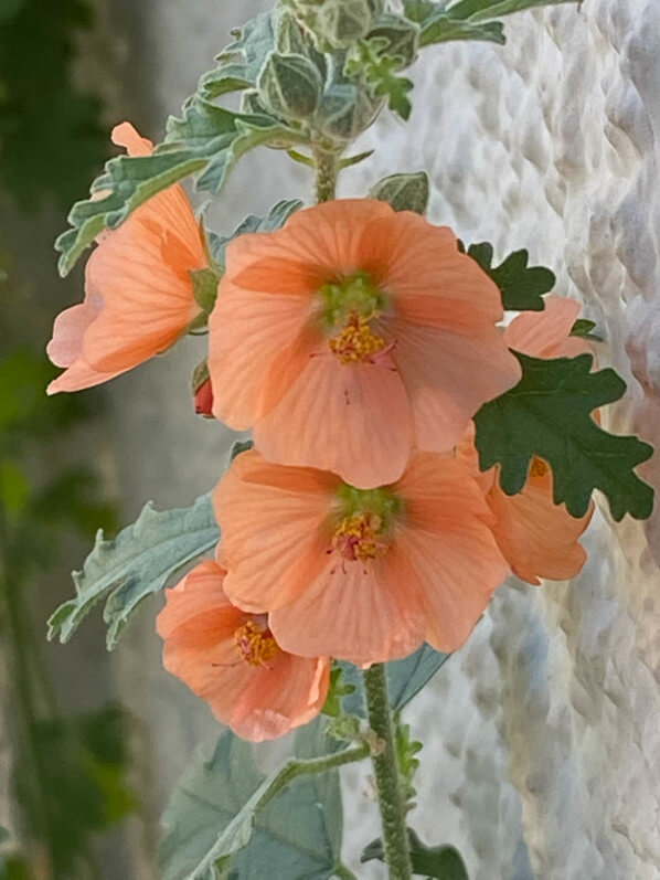 Sphaeralcea 'Childerley' en été sur mon balcon parisien, Paris 19e (75)