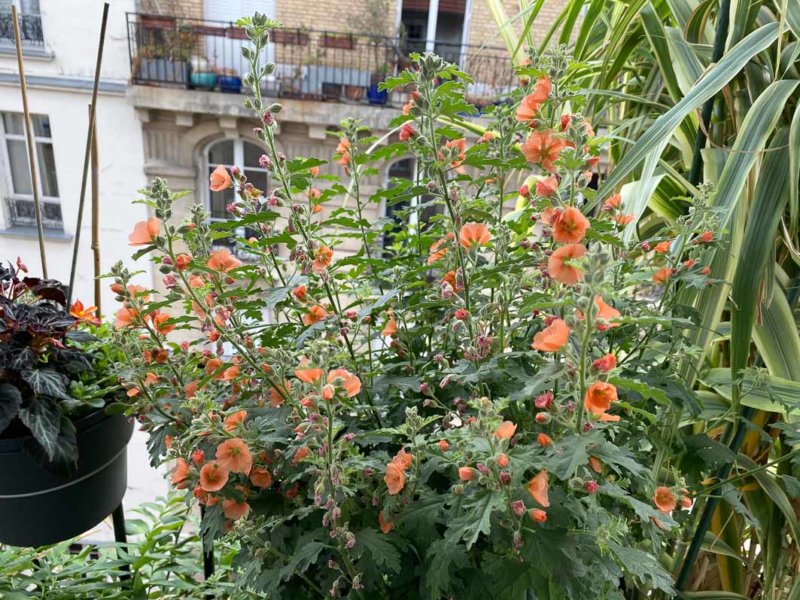 Sphaeralcea 'Childerley' en été sur mon balcon parisien, Paris 19e (75)