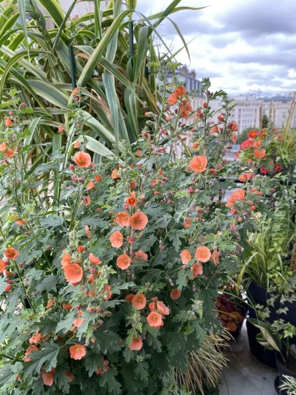 Sphaeralcea 'Childerley' en été sur mon balcon parisien, Paris 19e (75)