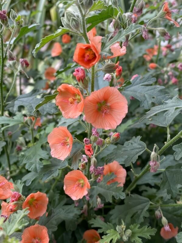 Sphaeralcea 'Childerley' en été sur mon balcon parisien, Paris 19e (75)