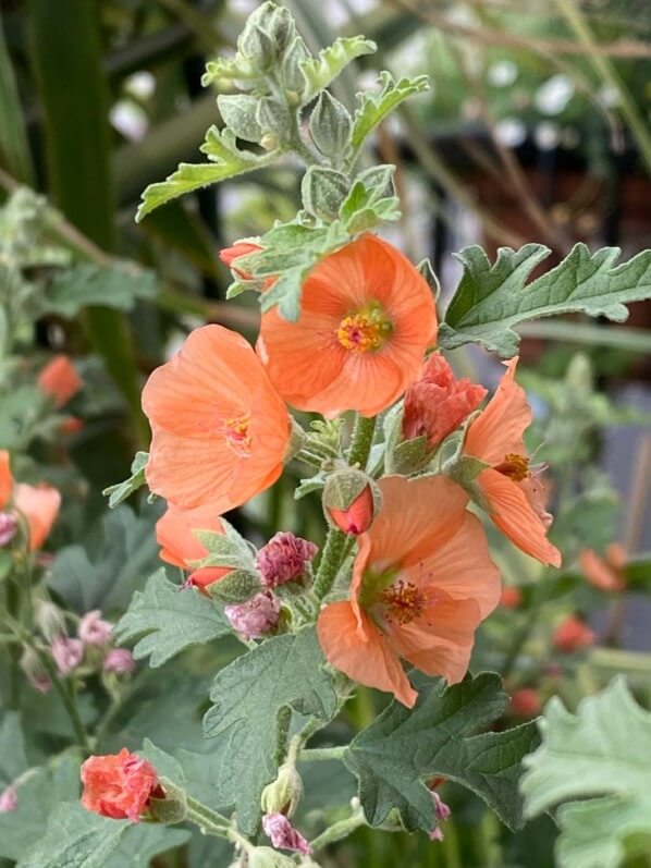 Sphaeralcea 'Childerley' en été sur mon balcon parisien, Paris 19e (75)