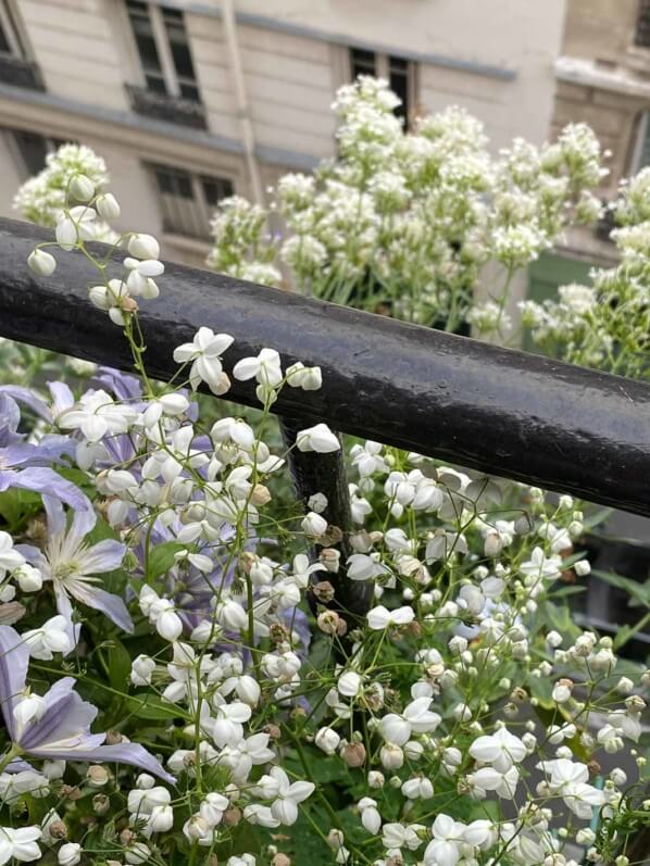 Thalicatrum 'Splendide White', Centranthus ruler 'Albus, en été sur mon balcon parisien, Paris 19e (75)