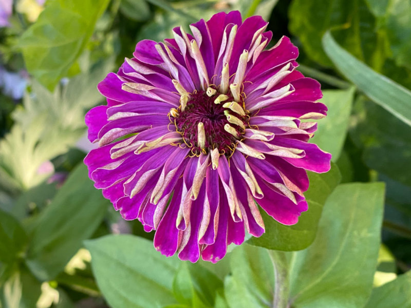 Fleur de Zinnia, Astéracées, Le Plessis-Robinson (92)