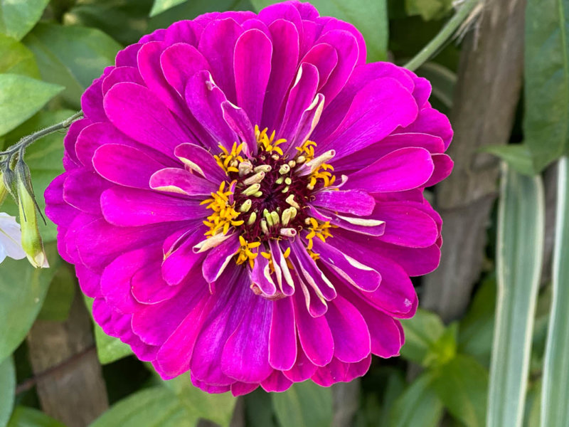 Fleur de Zinnia, Astéracées, Le Plessis-Robinson (92)