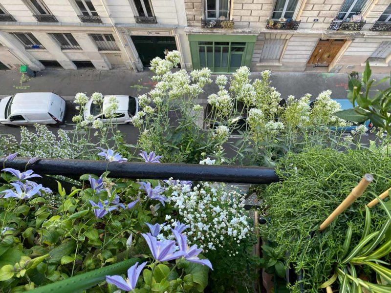 Clématite 'Blue River', pigamon 'Splendide White' et valériane des jardins blanches en été sur mon balcon parisien, Paris 19e (75)
