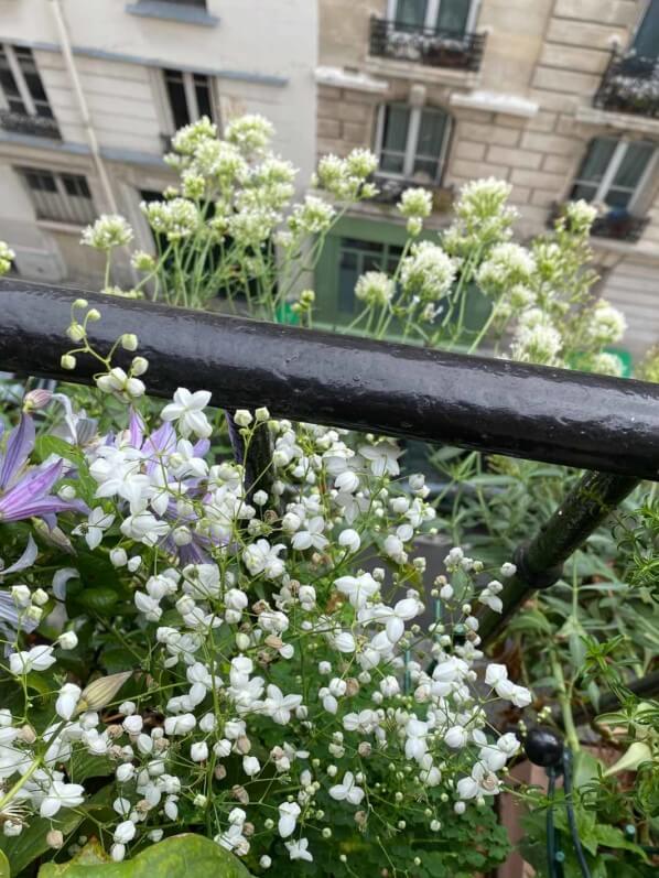 Pigamon (Thalictrum 'Splendide White'), valériane des jardins (Centranthus ruber 'Albus') et clématite 'Blue River' en été sur mon balcon parisien, Paris 19e (75)