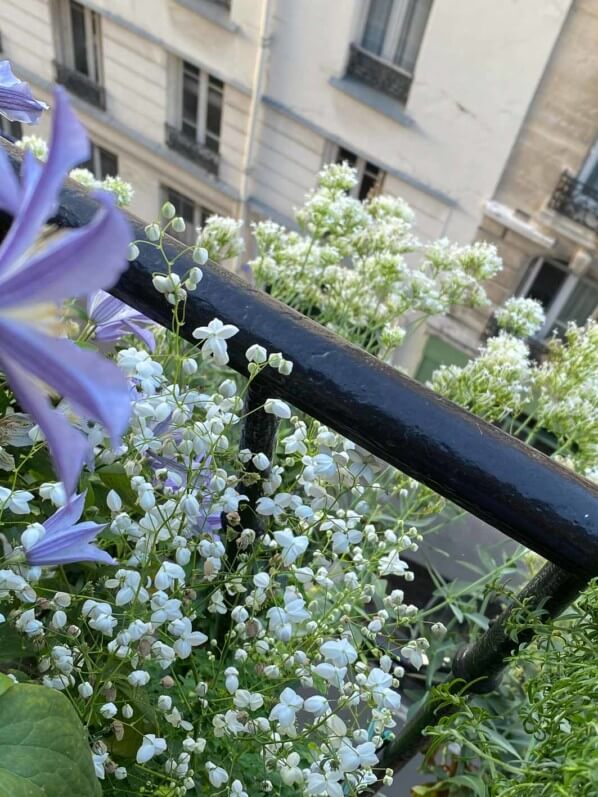 Pigamon (Thalictrum 'Splendide White'), valériane des jardins (Centranthus ruber 'Albus') et clématite 'Blue River' en été sur mon balcon parisien, Paris 19e (75)