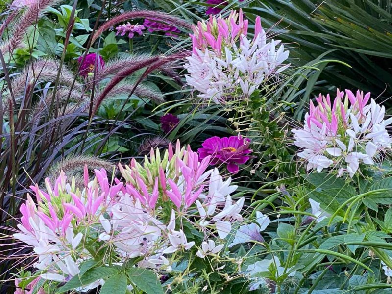 Cléomes, zinnia et Pennisetum, Le Plessis-Robinson (92)