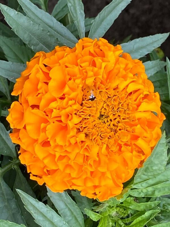 Coccinelle sur rose d'Inde en été dans le jardin du Moulin-de-la-Pointe, Paris 13e (75)