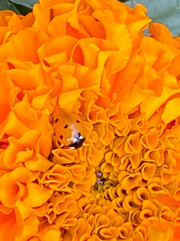 Coccinelle sur rose d'Inde en été dans le jardin du Moulin-de-la-Pointe, Paris 13e (75)