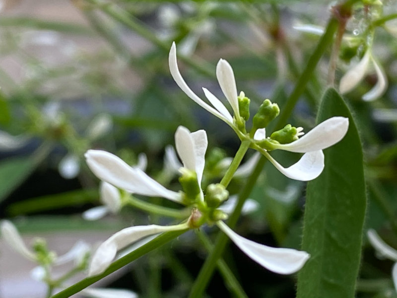 Euphorbia 'Diamond Frost', fleur, en été sur mon balcon parisien, Paris 19e (75)